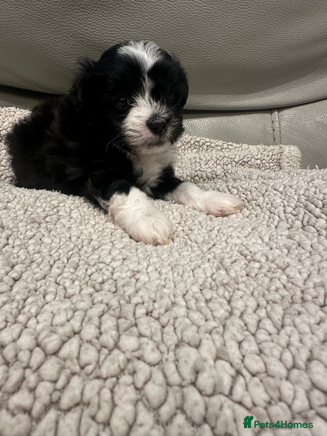 Maltipoo dogs for sale: Very small Maltipoo  - Image 4