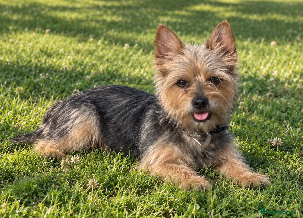 Yorkshire Terrier dogs for sale: Yorkshire Girl For Sale  - Advert 17