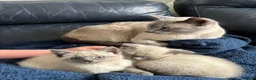 Siamese cats for sale: Blue/ lilac point siamese kittens  - Advert 10
