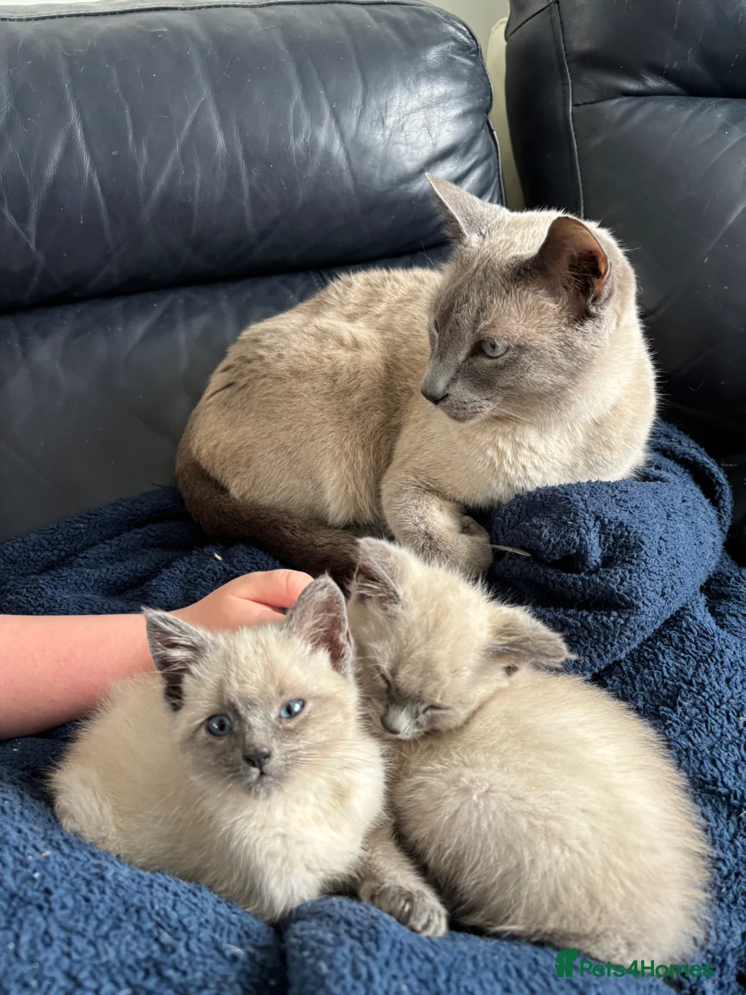 Siamese cats for sale: Blue/ lilac point siamese kittens  - Advert 10