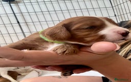 Cavapoo dogs for sale: Red Cavapoo Puppies 4 males 1 female Left - Image 4