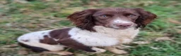 English Springer Spaniel dogs for sale: Kc reg ready now. English springer spaniel puppies - Advert 16