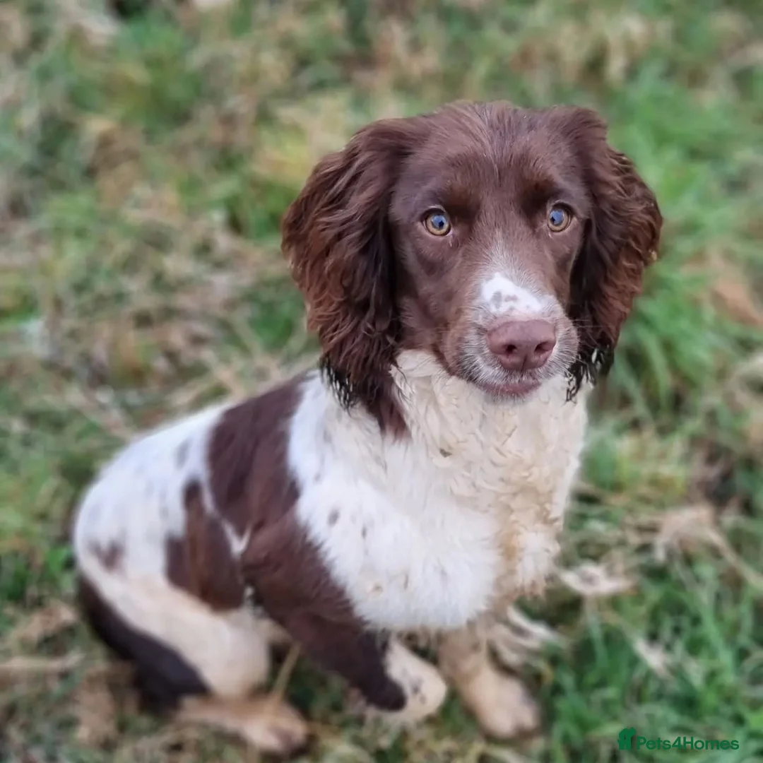 English Springer Spaniel dogs for sale: Kc reg ready now. English springer spaniel puppies - Advert 16