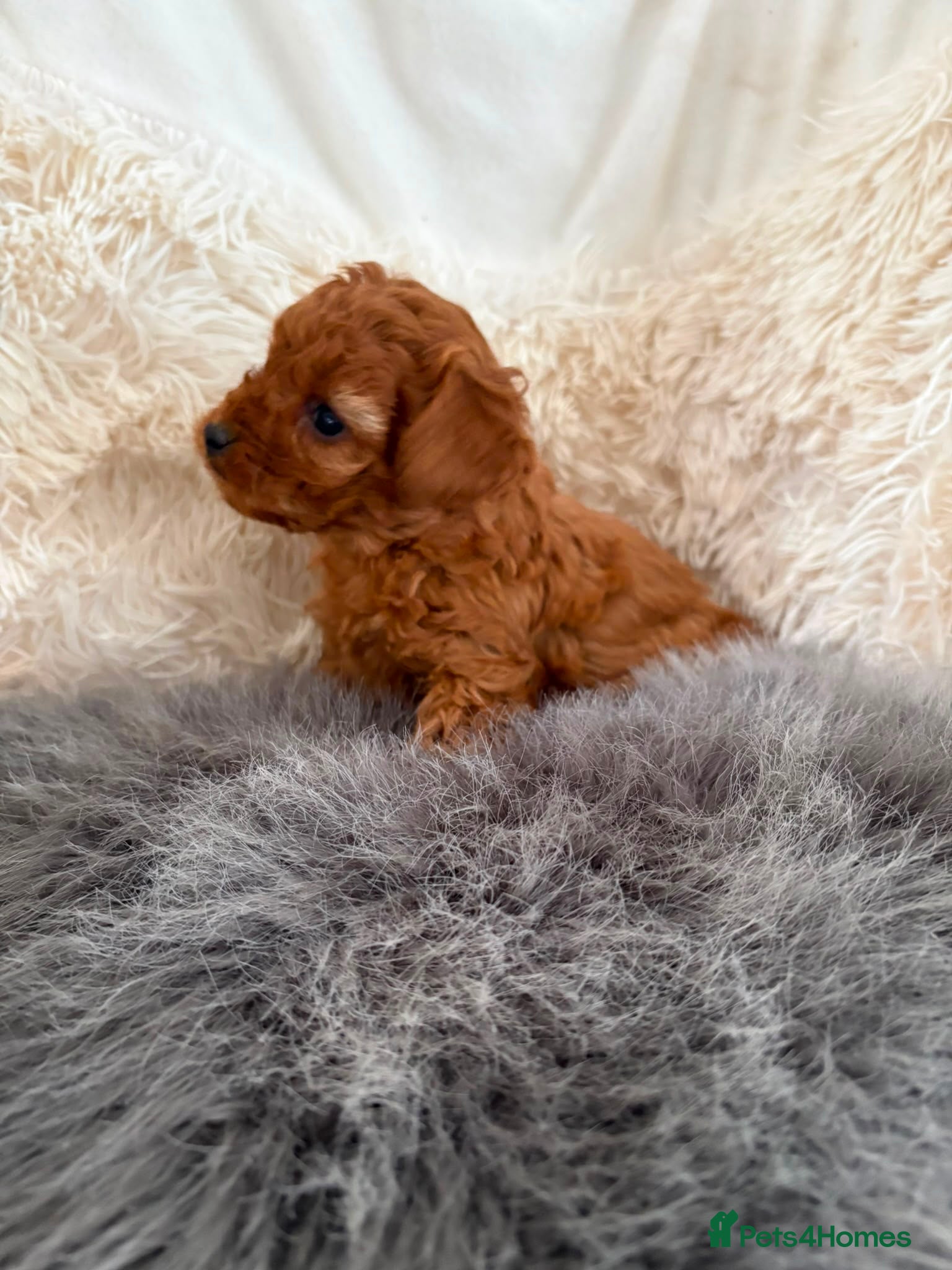 Cavapoo dogs Stunning F1b puppy - Advert 1
