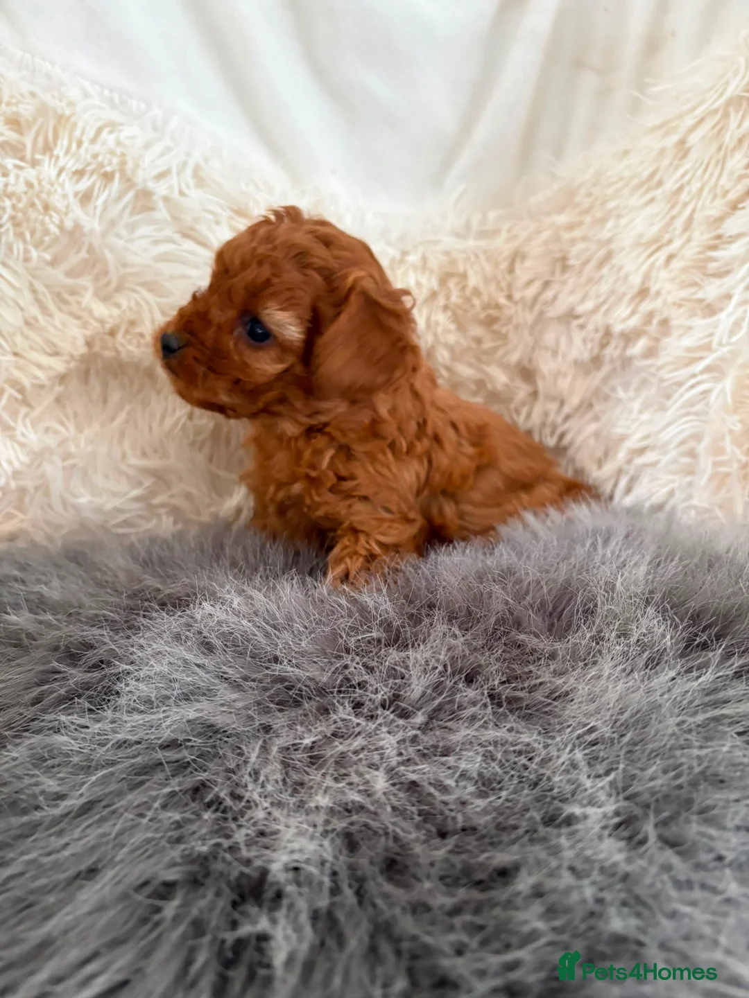 Cavapoo dogs for sale: Stunning F1b puppy in Chesterfield - Advert 1