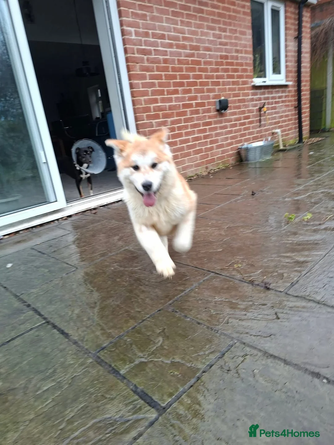 Mixed Breed dogs for adoption: Davina - north Walsham Norfolk  - Advert 5