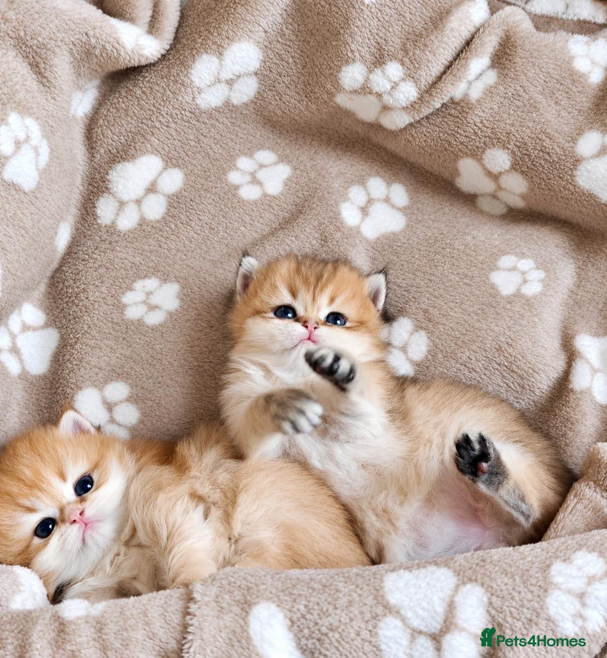 British Longhair cats for sale: British angels 😇🐾 - Advert 16