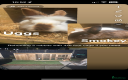 Lionhead rabbits for sale: 2 rabbits free to a good home - Image 1