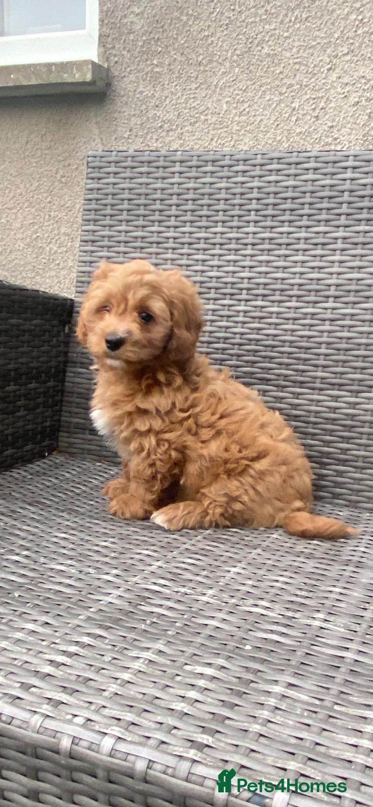 Cavapoochon dogs Beautiful Cavapoochon pups For Sale READY NOW - Advert 2
