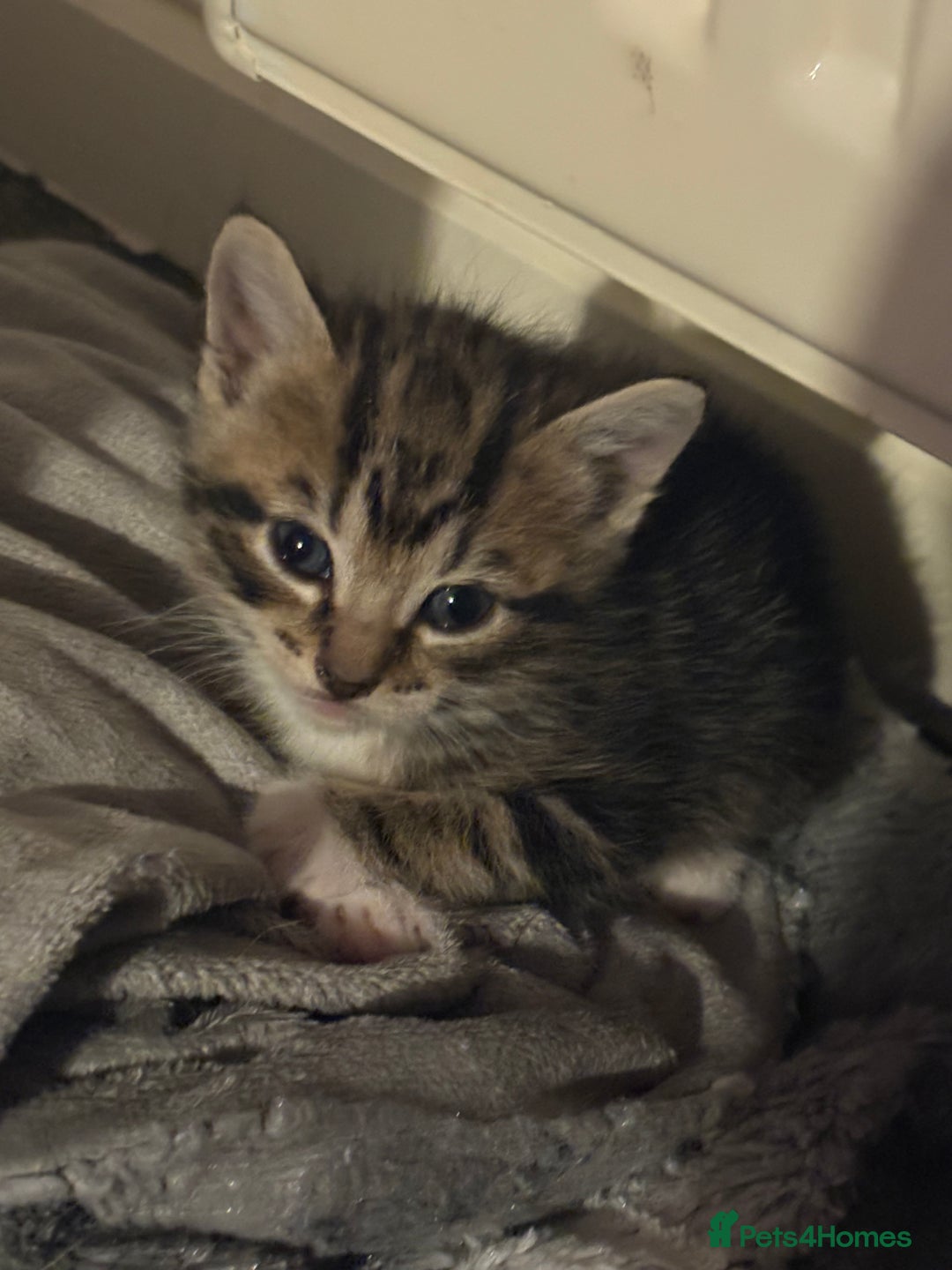 Mixed Breed cats for sale: Kittens for sale :) - Advert 6