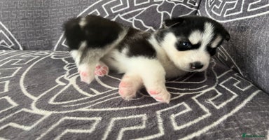 Siberian Husky dogs - Advert 7
