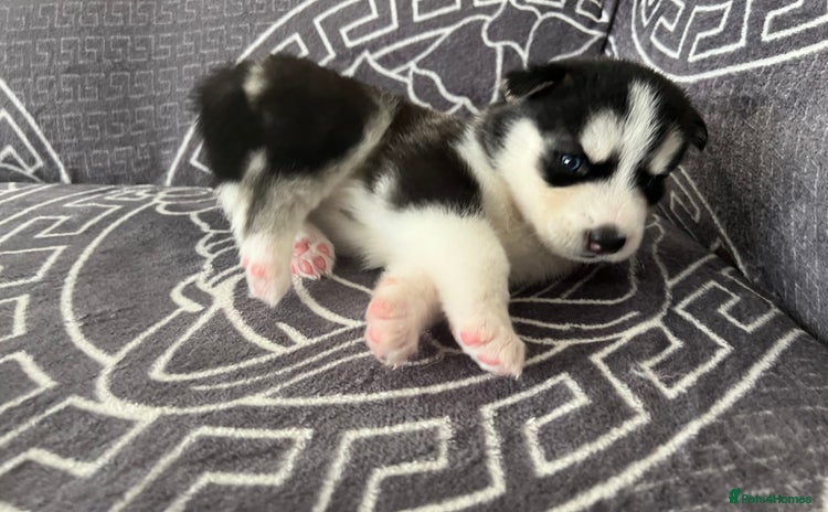 Siberian Husky dogs - Advert 1