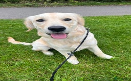 Golden Retriever dogs for sale: 1 year old female golden retriever  - Image 2