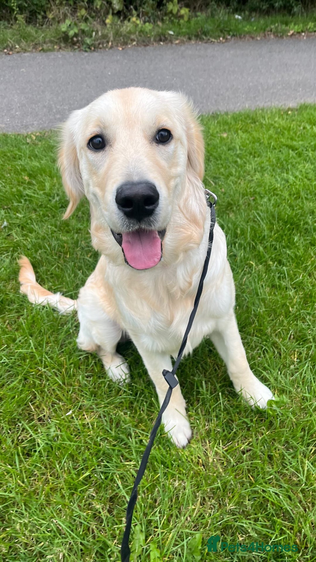 Golden Retriever dogs for sale: 1 year old female golden retriever  - Image 2