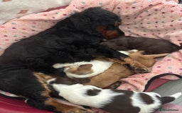 Cocker Spaniel dogs for sale: KC reg Cocker Spaniel Puppies, council licensed  - Image 4