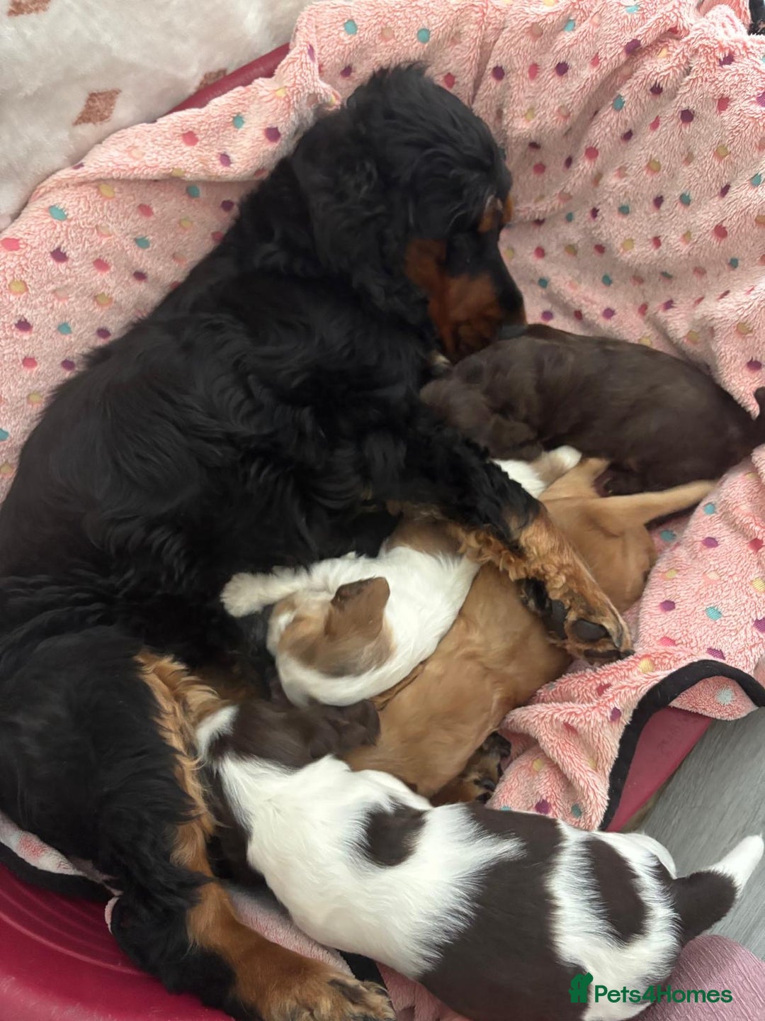 Cocker Spaniel dogs for sale: KC reg Cocker Spaniel Puppies, council licensed  - Image 4