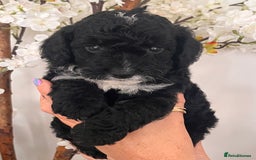 Sproodle dogs for sale: Sproodle puppies  - Image 15