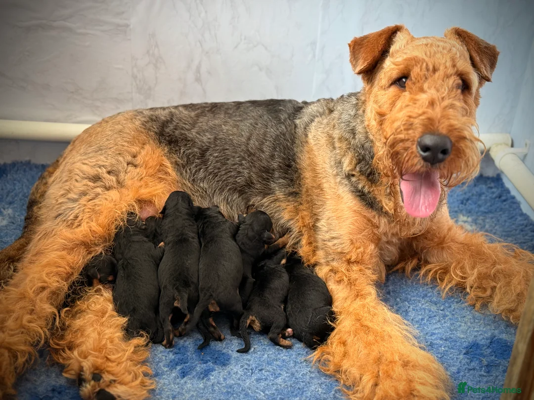 Airedale Terrier dogs for sale: ADORABLE AIREDALE PUPS FROM 5 ⭐️ LICENSED BREEDERS - Advert 3