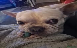 French Bulldog dogs for sale: Male French bulldog  - Image 7