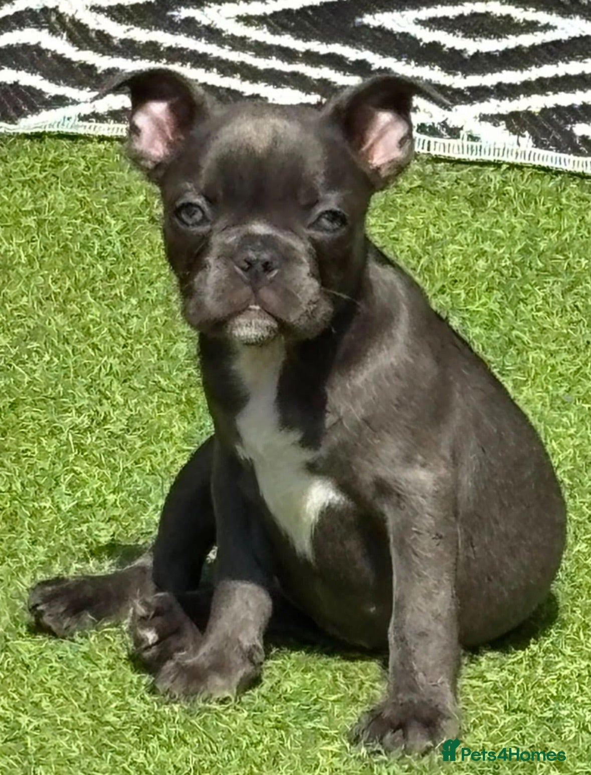 Mixed Breed dogs Beautiful female Fraffy puppy - Advert 1