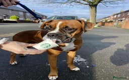 Boxer dogs for sale: 5 🌟 KC registered Boxer pups - Image 1