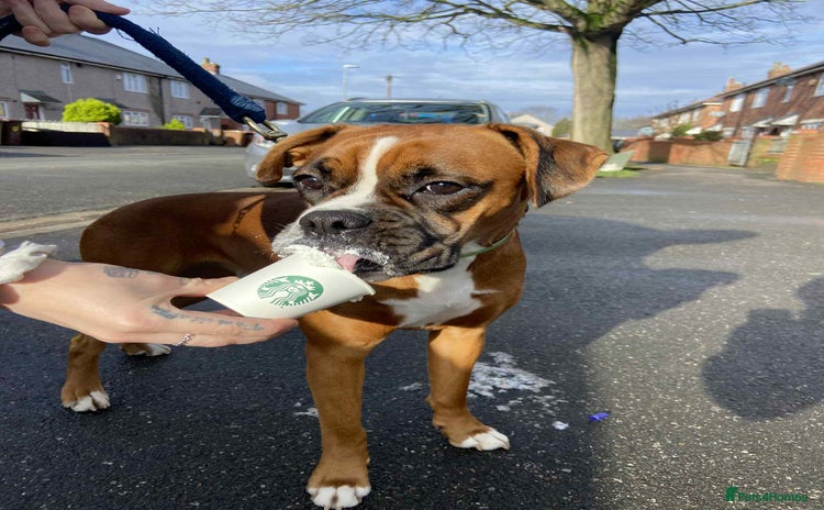Boxer dogs - Advert 3
