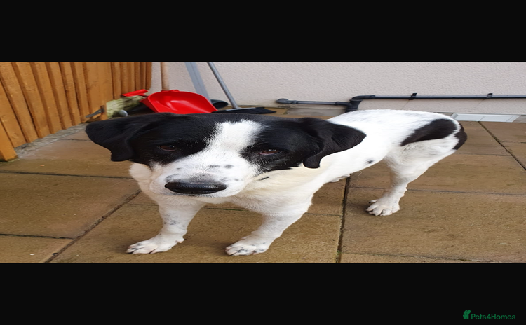 Mixed Breed dogs - Advert 6