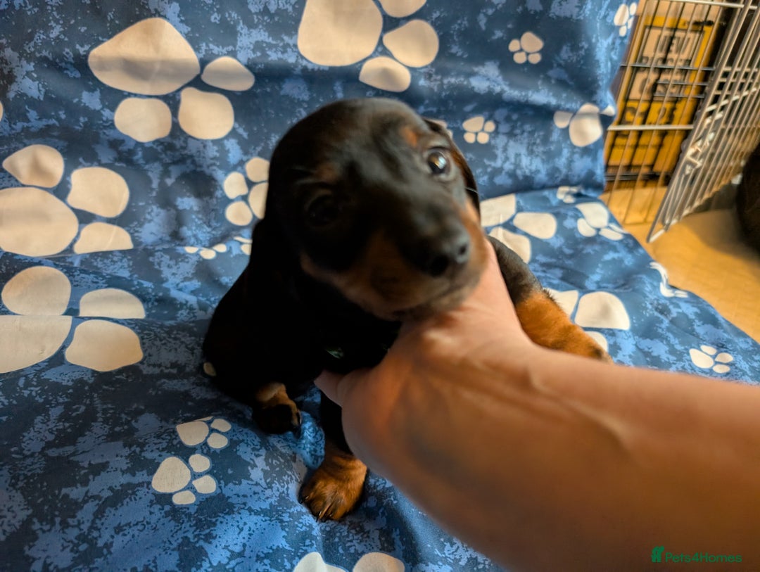 Dachshund dogs for sale: Dachshund Puppies - Image 15