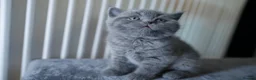 British Shorthair cats for sale: 🌟GCCF BSH Kittens Beautiful Variety of Colours 🌟 - Advert 24