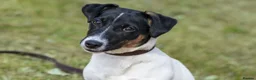 Jack Russell dogs for sale: 🐶 Gorgeous Jack Russell Puppies 🐶 - Advert 14
