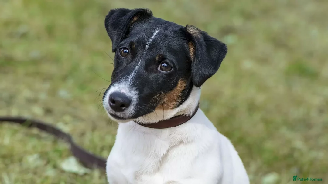 Jack Russell dogs for sale: 🐶 Gorgeous Jack Russell Puppies 🐶 - Advert 14