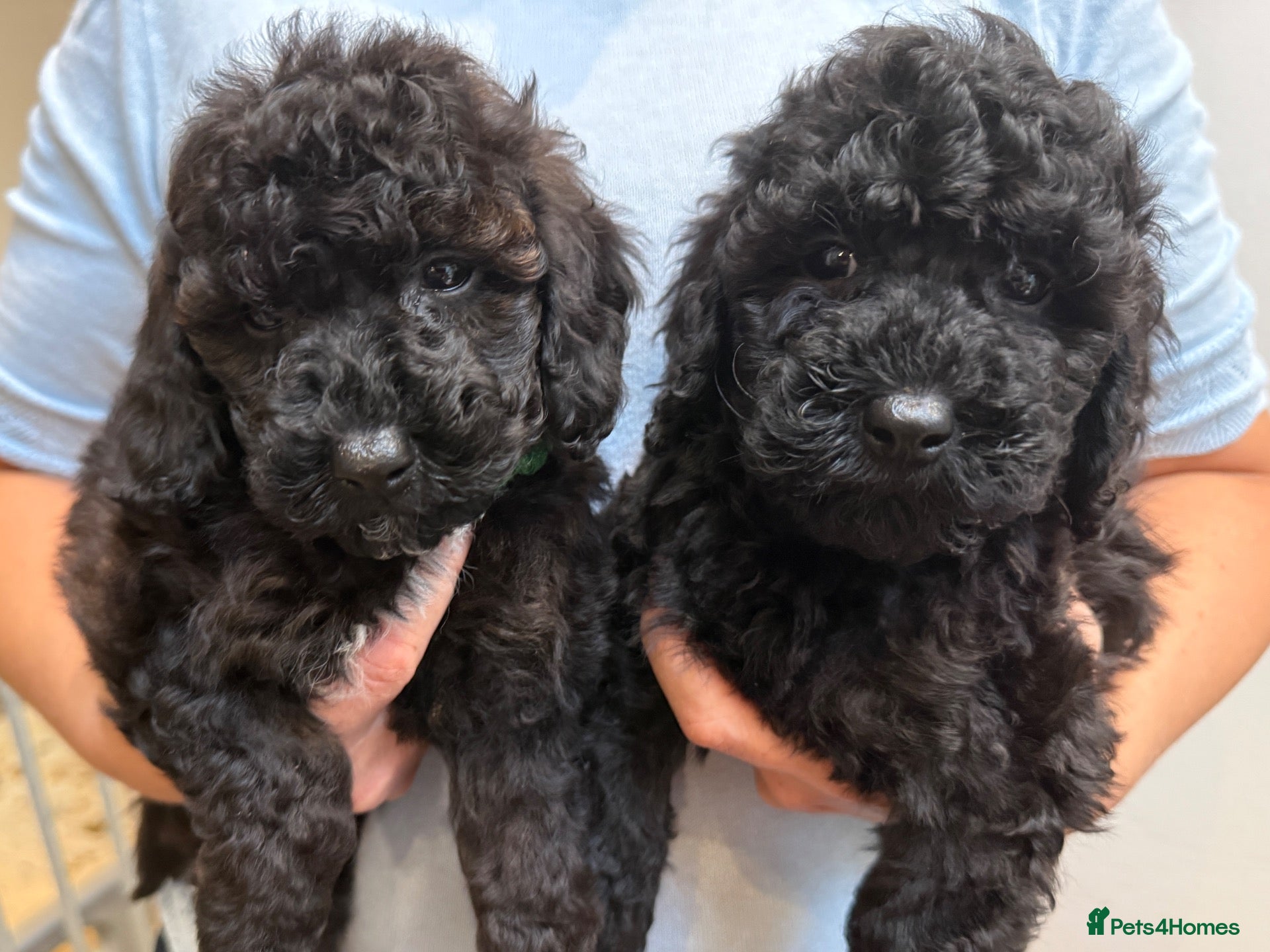Miniature Poodle dogs for sale: Small miniature poodle puppies - Advert 1
