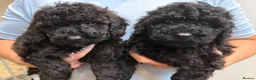 Miniature Poodle dogs for sale: Small miniature poodle puppies - Advert 9