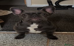 French Bulldog dogs for sale: French bulldog pup  - Image 7