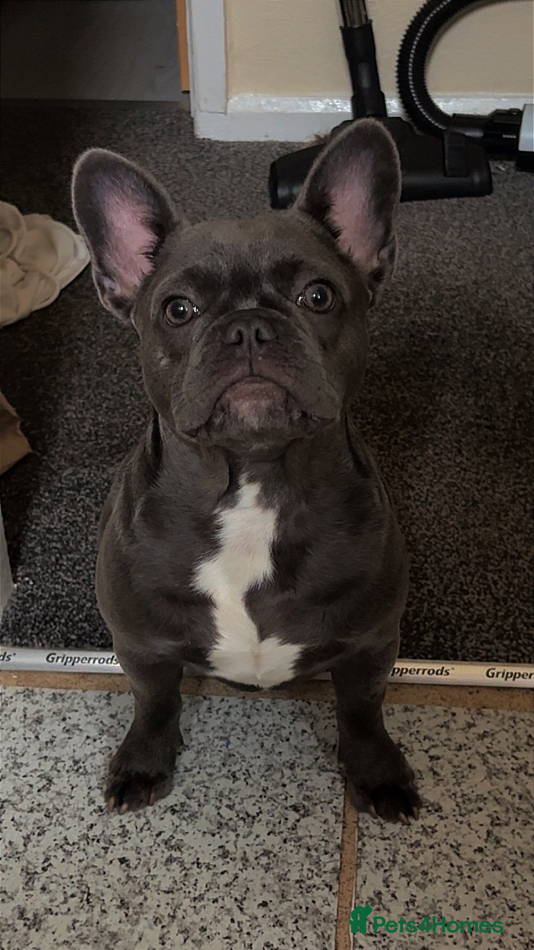 French Bulldog dogs for sale: French bulldog pup  - Image 7