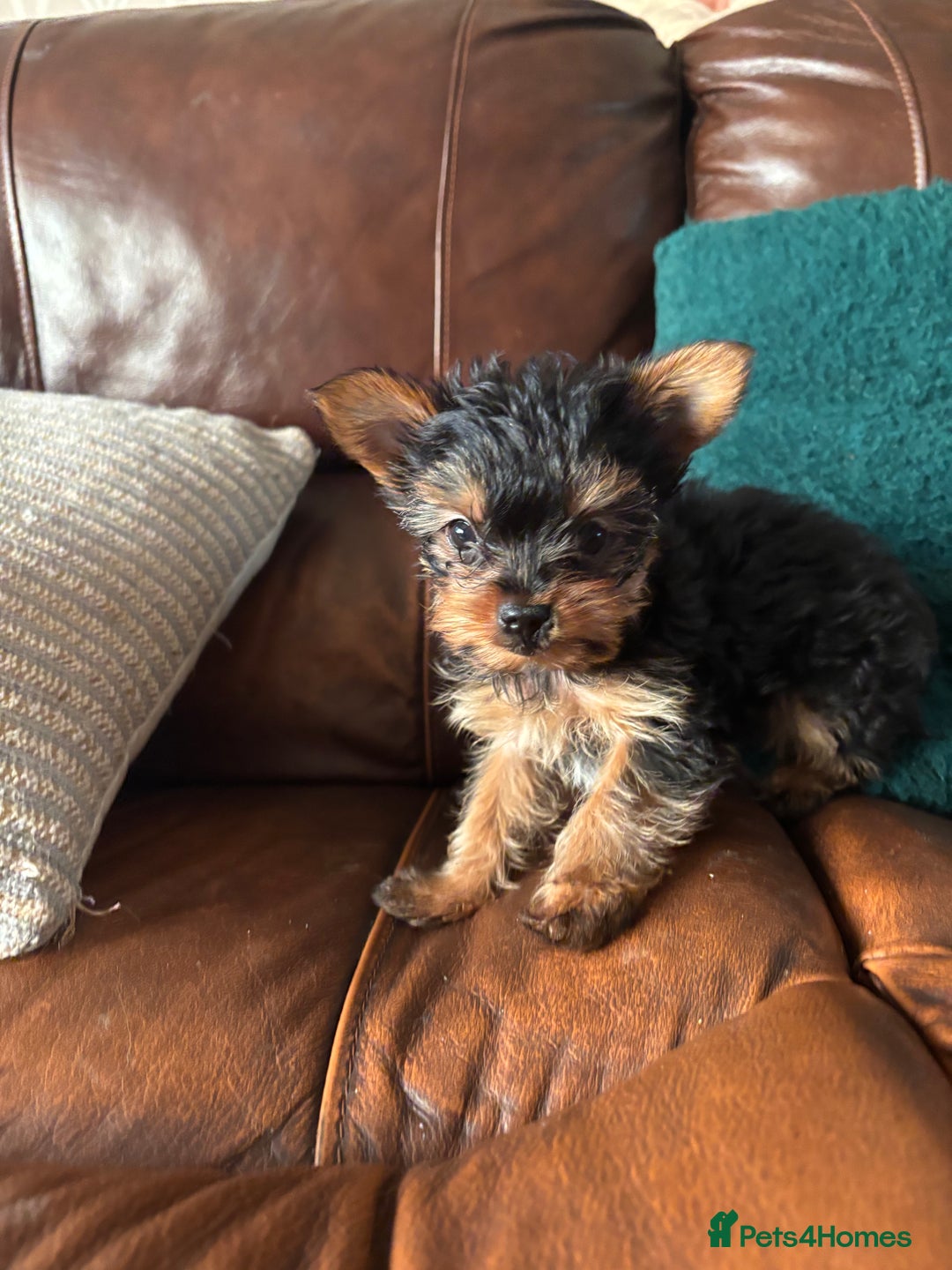 Yorkshire Terrier dogs for sale: Stunning miniature Yorkshire terrier puppies - Advert 22