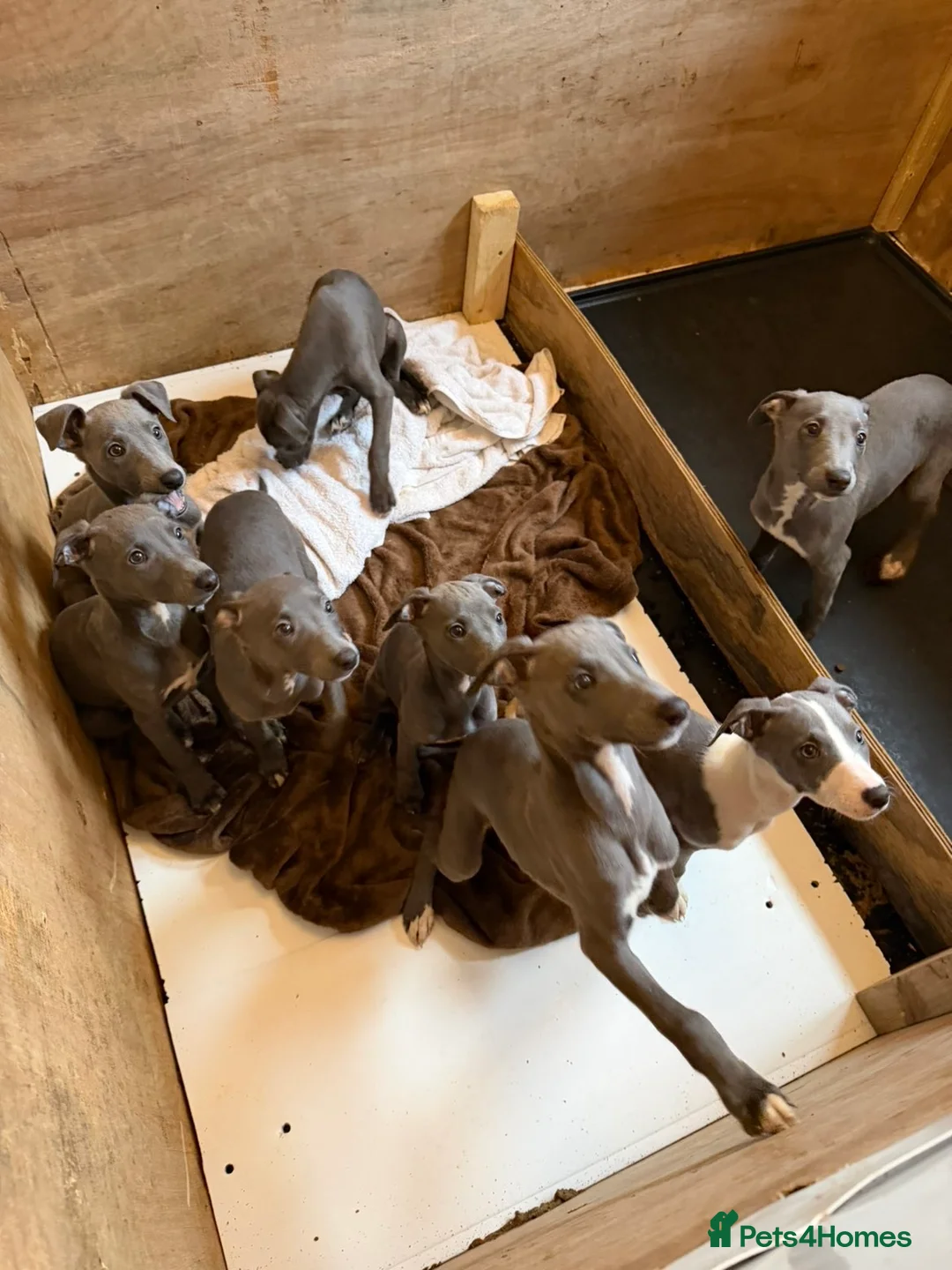 Whippet dogs for sale: Blue whippets in Rhyl - Advert 9