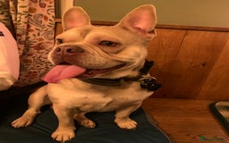 Mixed Breed dogs for sale: Hugo male  - Image 3