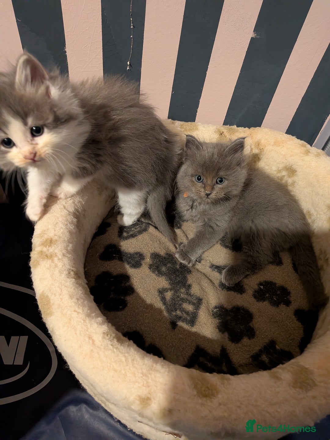 Maine Coon cats for sale: Mainecoon  x ragdolls - Advert 24