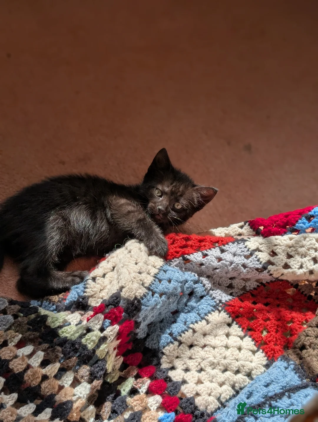 Mixed Breed cats for sale: Kittens from loving country cottage home - Advert 2