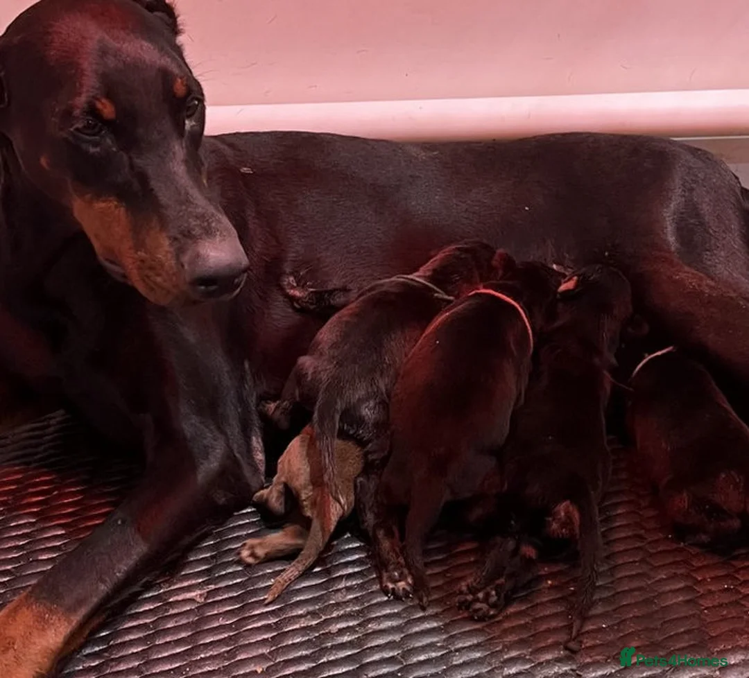 Dobermann dogs for sale: Dobermann Puppies For Sale - Advert 5