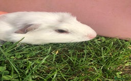 Guinea Pig rodents for sale: 4 x female guinea pigs - Image 2