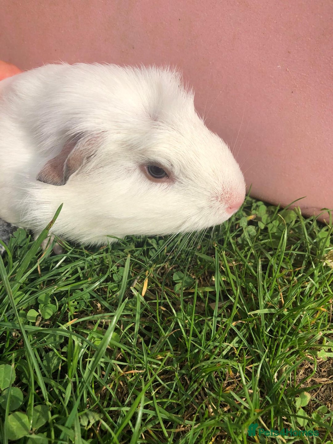 Guinea Pig rodents for sale: 4 x female guinea pigs - Image 2