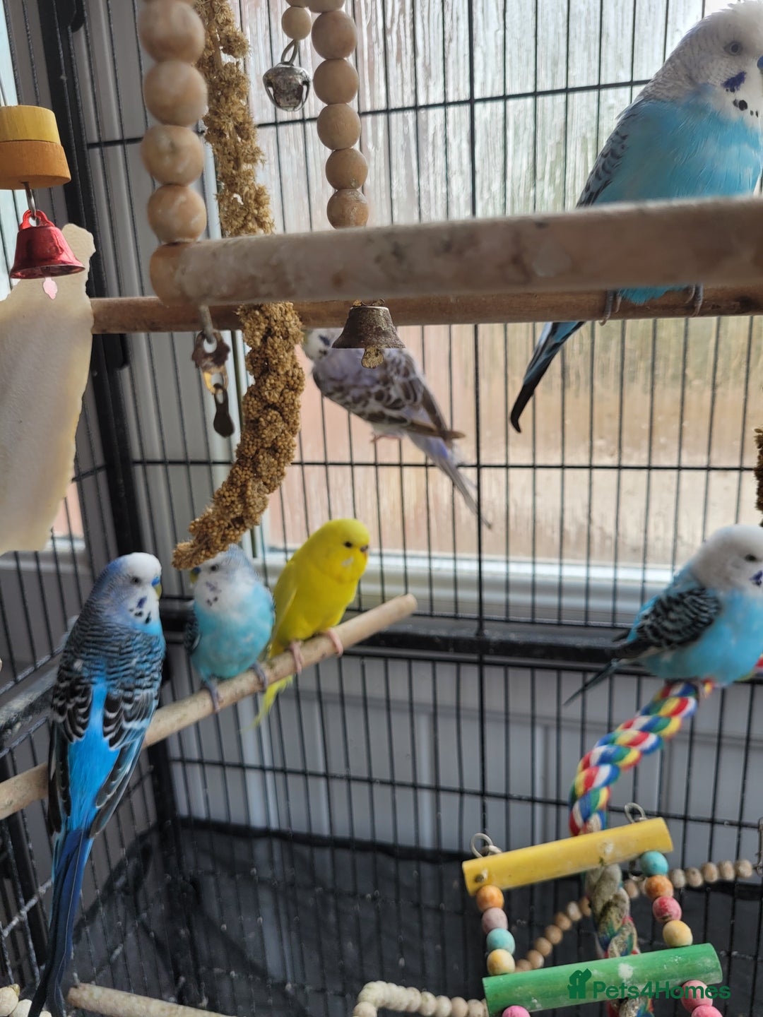 Budgerigars birds for sale: 10 Budgies and 2 large cages - Image 4