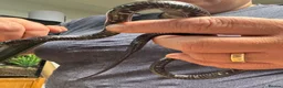 Snake reptiles for sale: Mixed Snakes - Advert 5