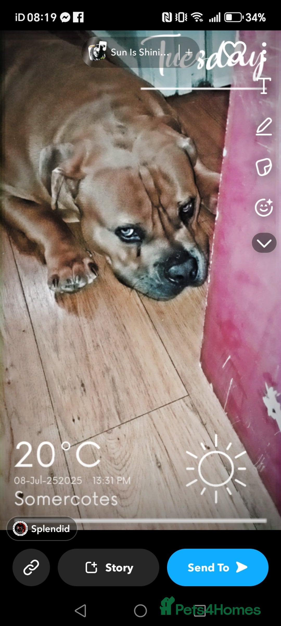 American Bully dogs for sale: 13 month old pocket bully male  - Advert 9