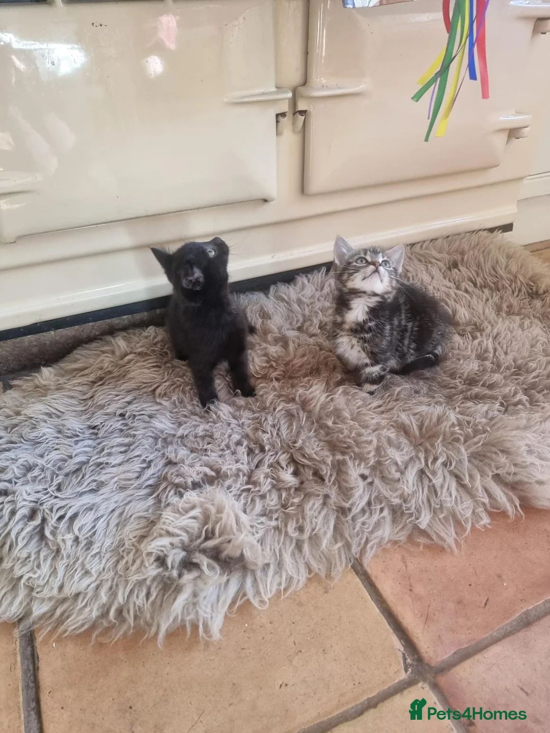 Mixed Breed cats for sale: 3 beautiful girl Kittens for sale ❤️  - Advert 2