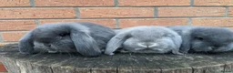 French Lop rabbits for sale: Lincolnshire Lops French Lop babies  - Advert 4