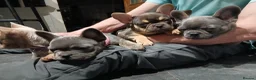 French Bulldog dogs for sale: French bulldogs puppies  - Advert 9