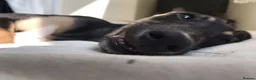 Mixed Breed dogs for stud: greyhound/whippet looking for a home in London - Advert 2